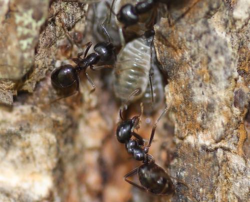 Lasius fuliginosus